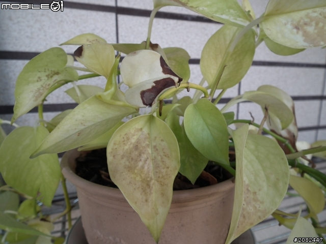 我的萊姆黃金葛怎麼了?