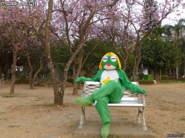 台南公園&官田區八田路(南117線),羊蹄甲花海