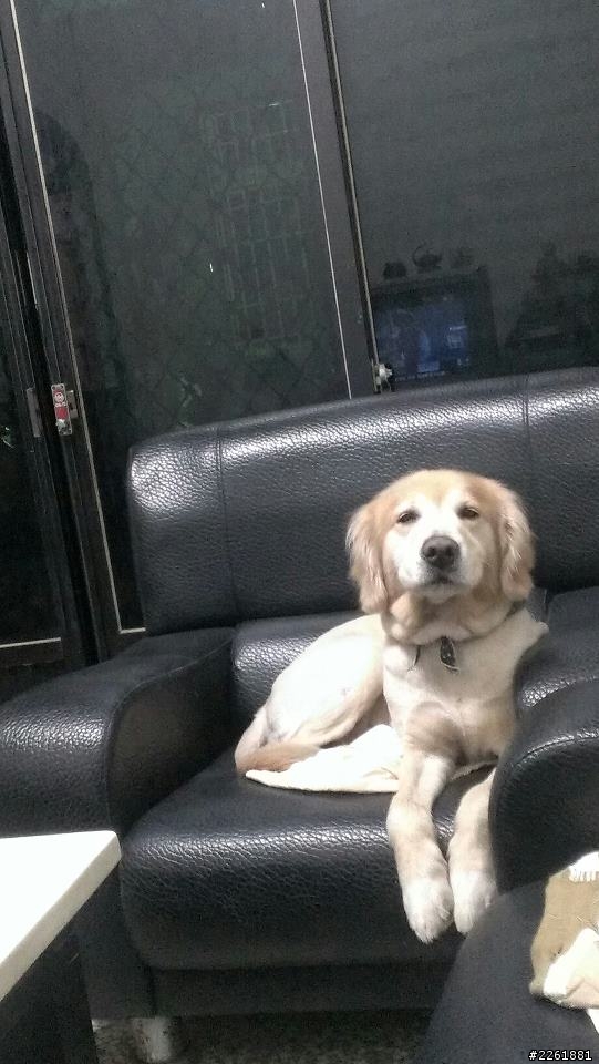 彰化大村，協尋愛犬，請幫忙他回家，會有謝禮