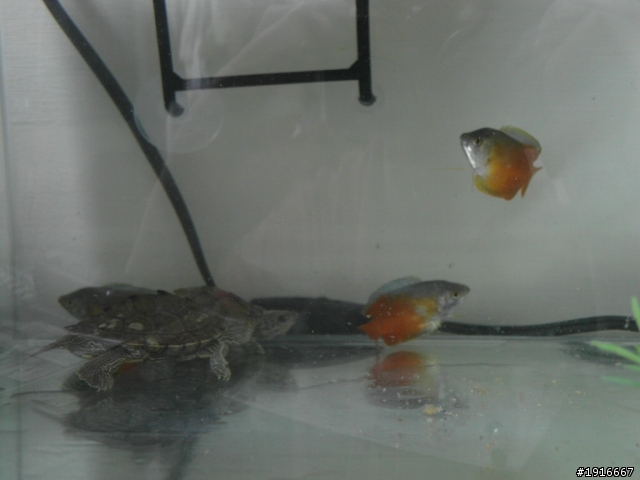 新的魚缸 新的魚