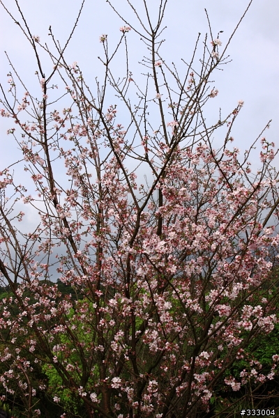 2013/03/18 天元宮 花況