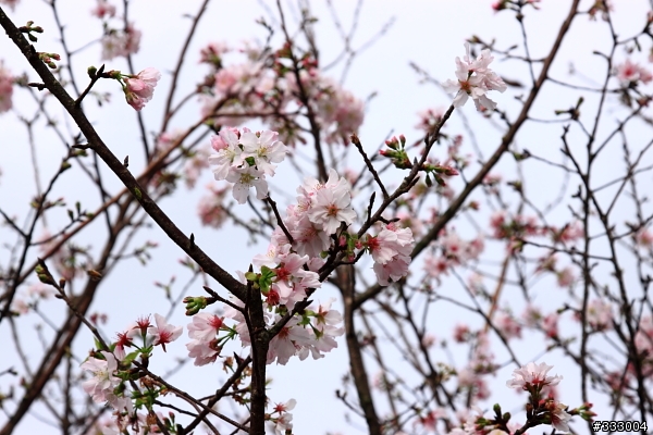 2013/03/18 天元宮 花況