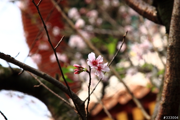 2013/03/18 天元宮 花況