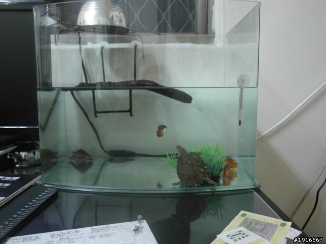 新的魚缸 新的魚