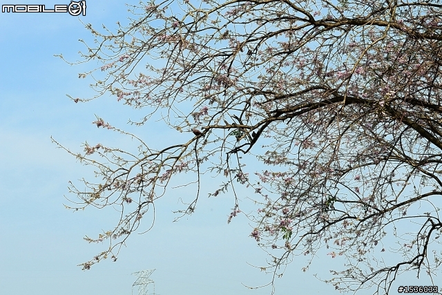 2013年烏山頭水庫櫻花季