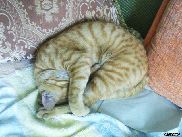 小姑的貓