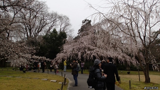 [單車拖車的無限可能]  2013 Bike·桜·京都  (2nd Day)