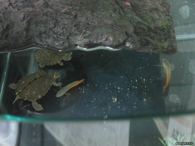 新的魚缸 新的魚