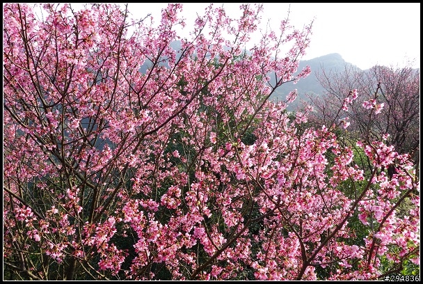 2013.03.01【單車遊記】汐止大尖山‧賞櫻之旅