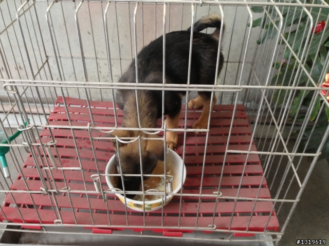 愛牠，就請帶牠回家