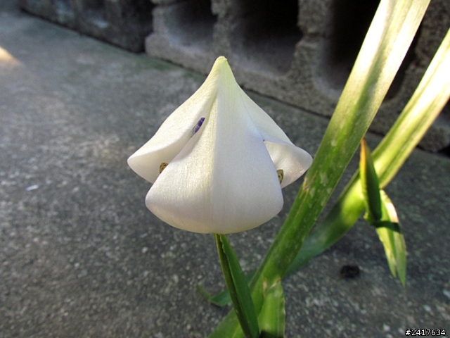 鳶尾花
