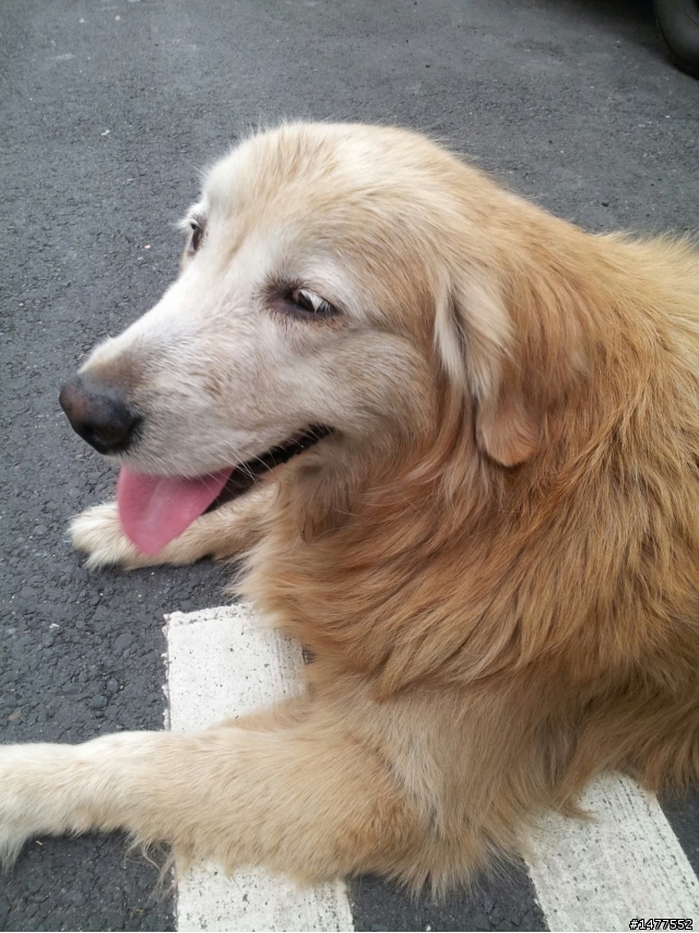 疑似走失的黃金獵犬[中壢]
