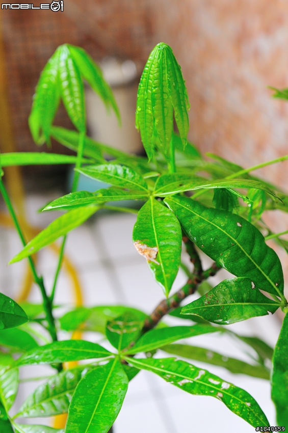 請問 發財樹 葉子有點問題