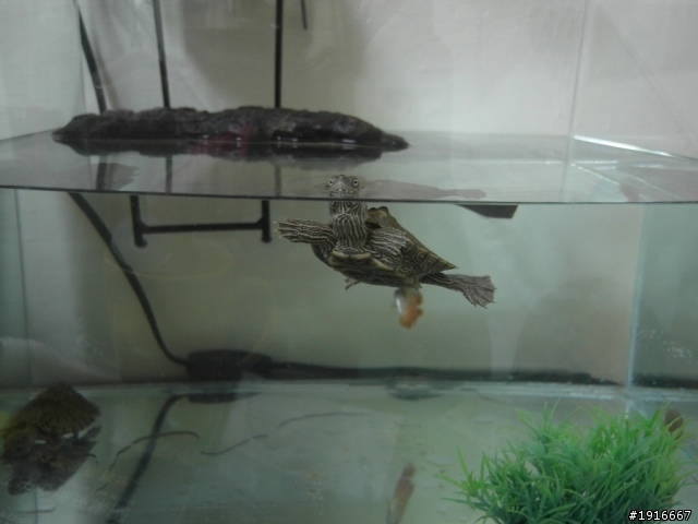 新的魚缸 新的魚
