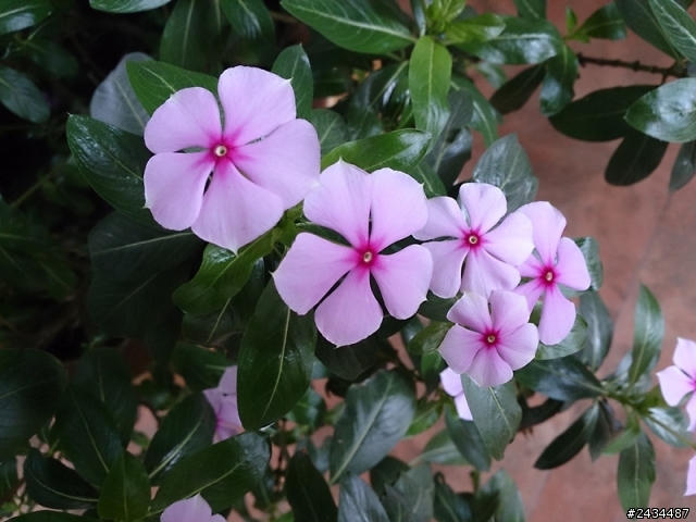 照片在XPERIA  Z上看和電腦上看差很大啊。
