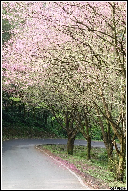 2013.03.01【單車遊記】汐止大尖山‧賞櫻之旅