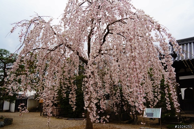 [單車拖車的無限可能] 2013 Bike·桜·京都 (4th Day)