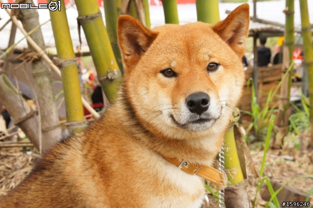 <分享>南士官長DH下坡賽