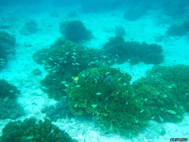 2013_02 馬來西亞 馬布島 Mabul Island Malaysia