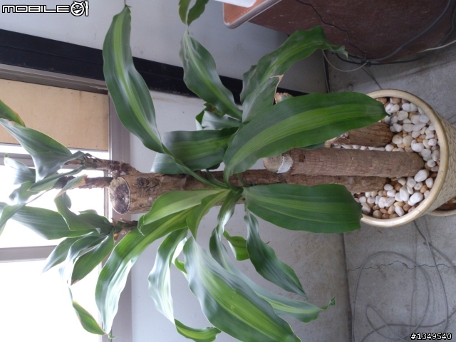 請教植物名稱