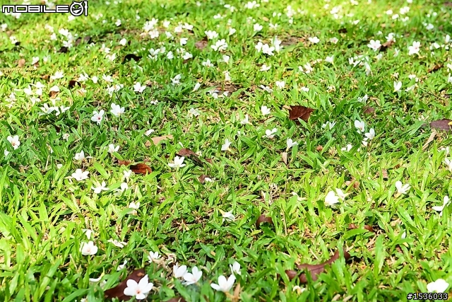 屏東瑪家四月雪