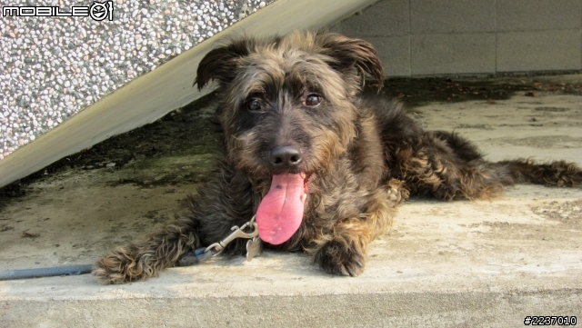 [台南/成犬免費送養]特色混梗犬~"阿丹"想要一個家