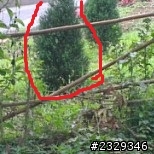 請問有大大知道這是什麼樹嗎