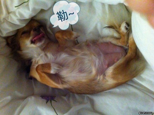 我家小狗預產期到了!!!!!!!!!!!!!