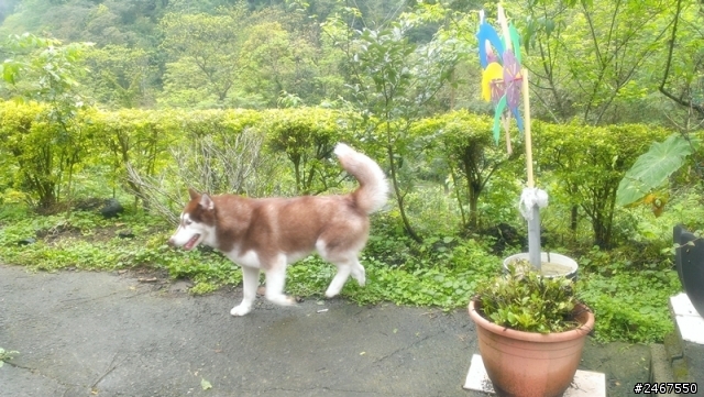 我是深山一匹狼，超級放鬆狗狗旅遊