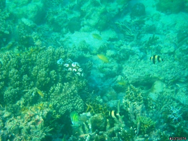 2013_02 馬來西亞 馬布島 Mabul Island Malaysia