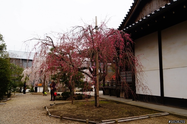 [單車拖車的無限可能] 2013 Bike·桜·京都 (4th Day)