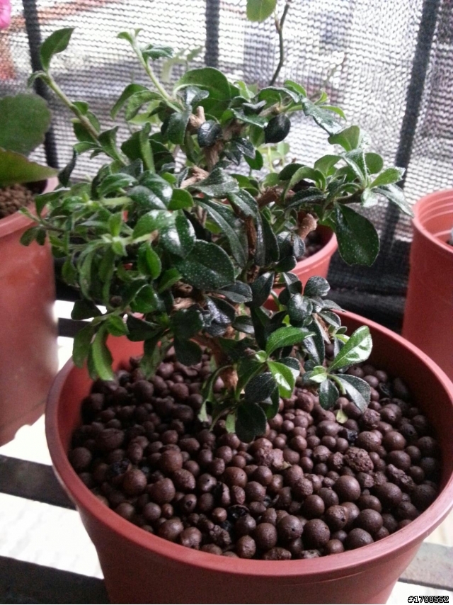 請教 這棵植物名