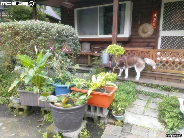 我是深山一匹狼，超級放鬆狗狗旅遊