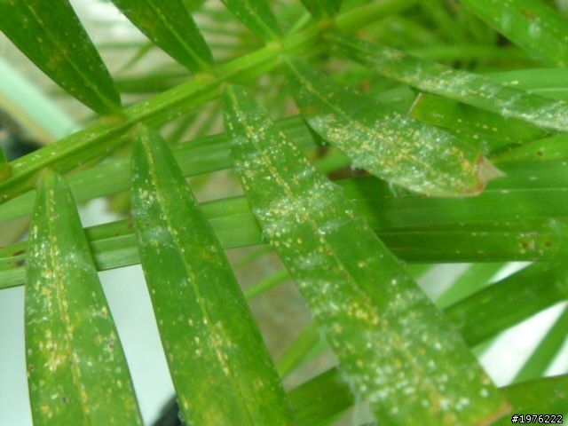 這種植物適合在室內或室外？