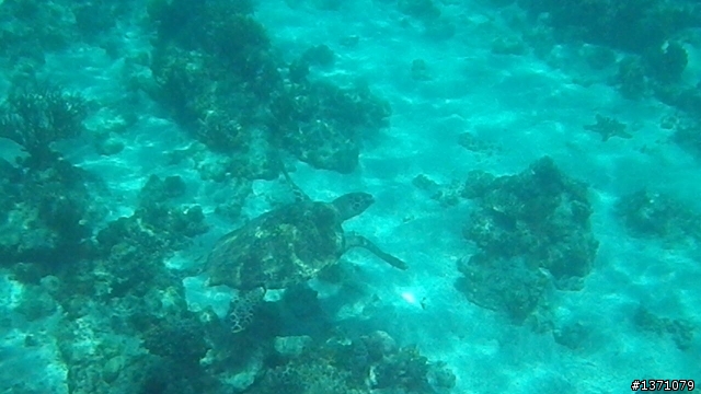 2013_02 馬來西亞 馬布島 Mabul Island Malaysia