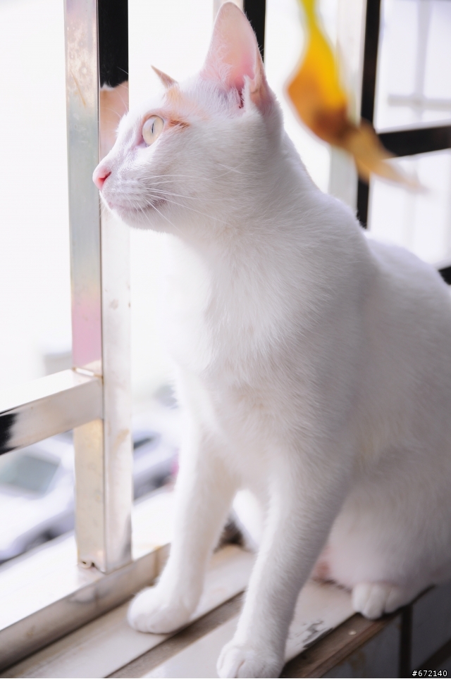 [求救] D90 + sigma 17-50照片拍出來很奇怪
