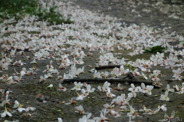 雲自在賞桐花