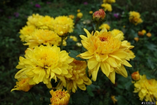 雲自在賞桐花