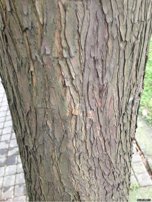 請問這樹名