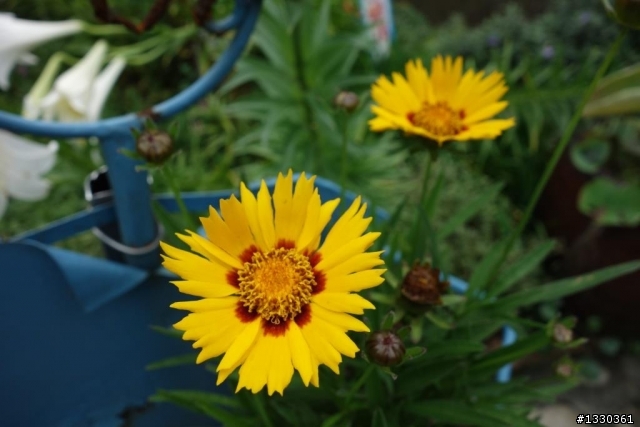 雲自在賞桐花