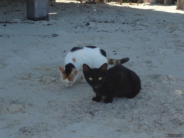 2013_02 馬來西亞 馬布島 Mabul Island Malaysia