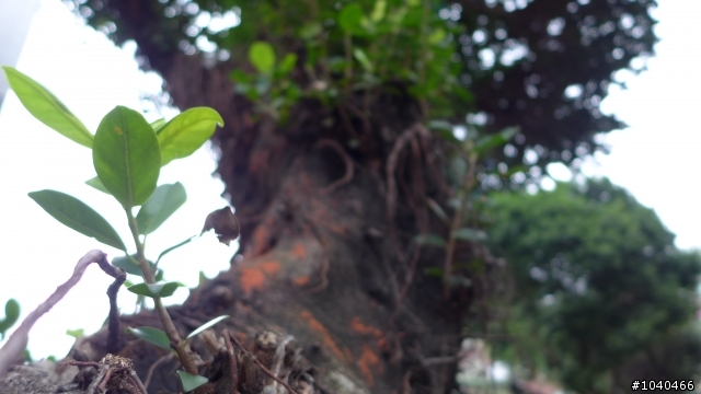 Leica D-Lux 6 試拍
