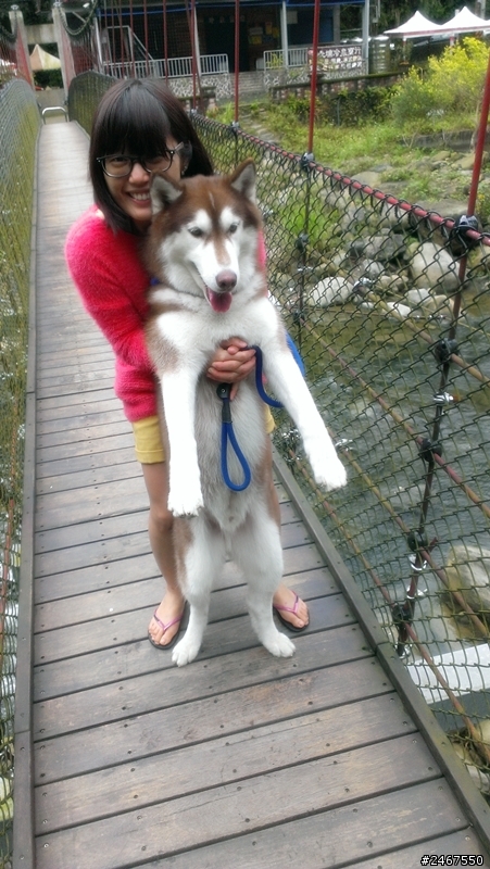 我是深山一匹狼，超級放鬆狗狗旅遊