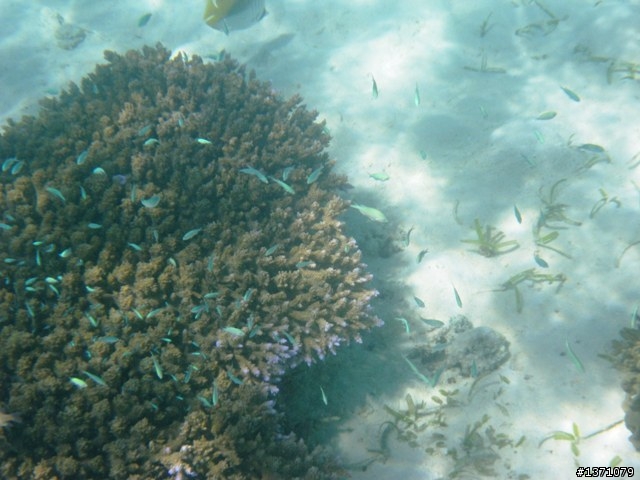 2013_02 馬來西亞 馬布島 Mabul Island Malaysia