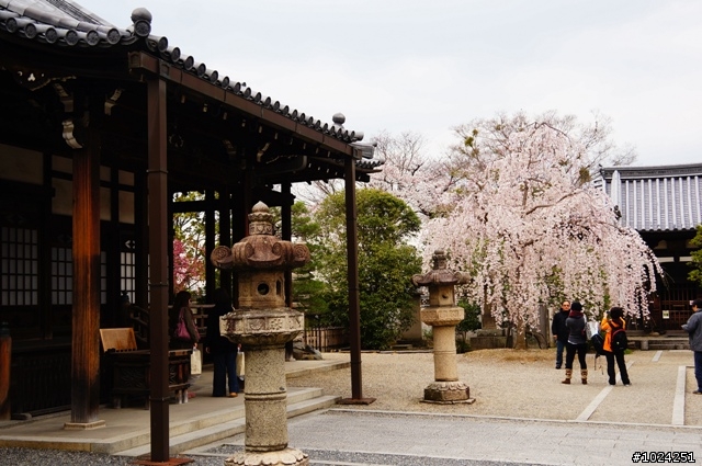 [單車拖車的無限可能] 2013 Bike·桜·京都 (4th Day)