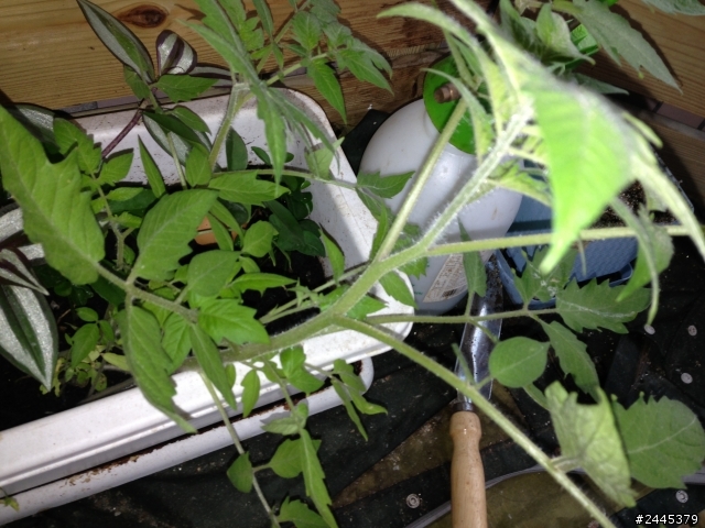 請問一下這是哪種植物?
