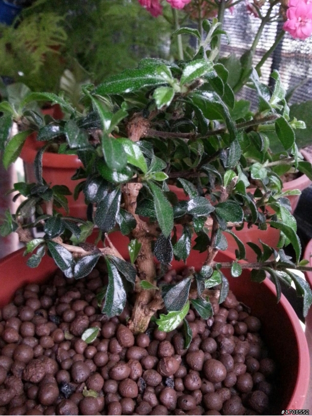 請教 這棵植物名