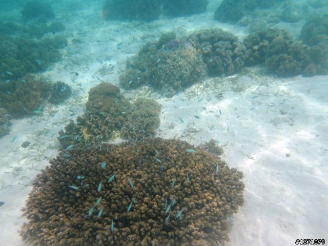 2013_02 馬來西亞 馬布島 Mabul Island Malaysia
