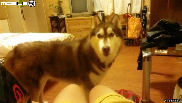 我是深山一匹狼，超級放鬆狗狗旅遊