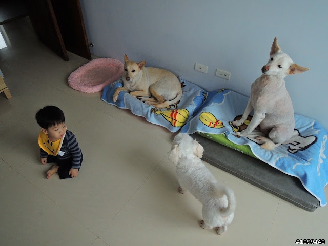 猋+一小犬=器 的生活集錦~